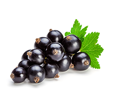 Black Currant