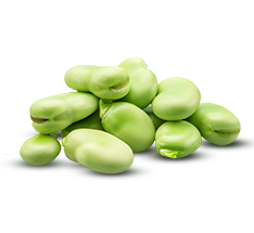 Broad bean