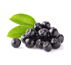 Aronia