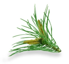 Wyciąg z pędów sosny 12%