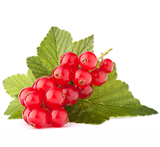 Grosella roja